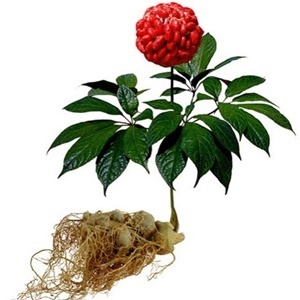 The ginseng in the composition of the